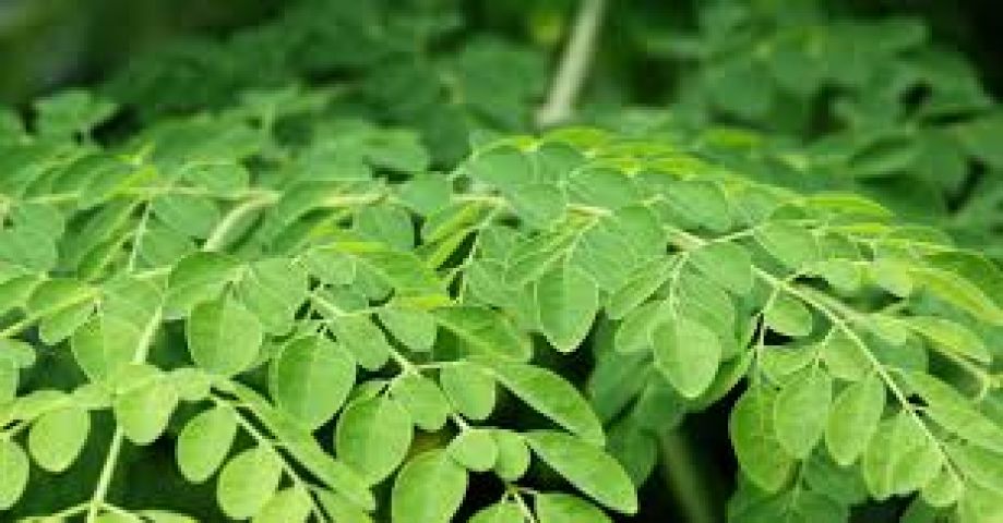 Blood Purifying Foods leaf - newstamilonline