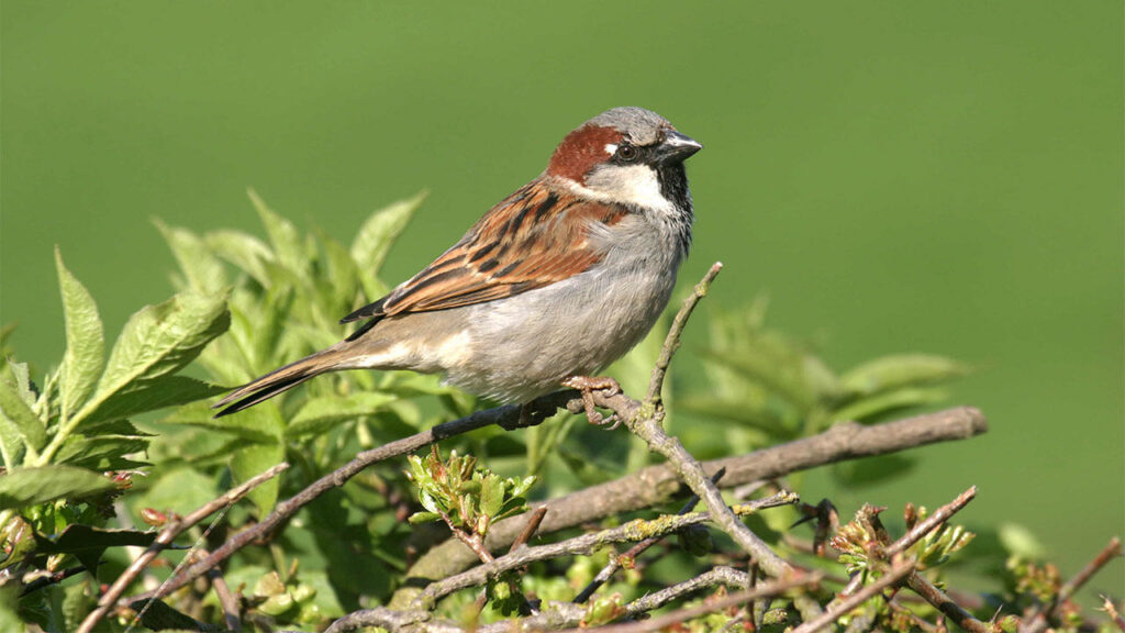 god - sparrow