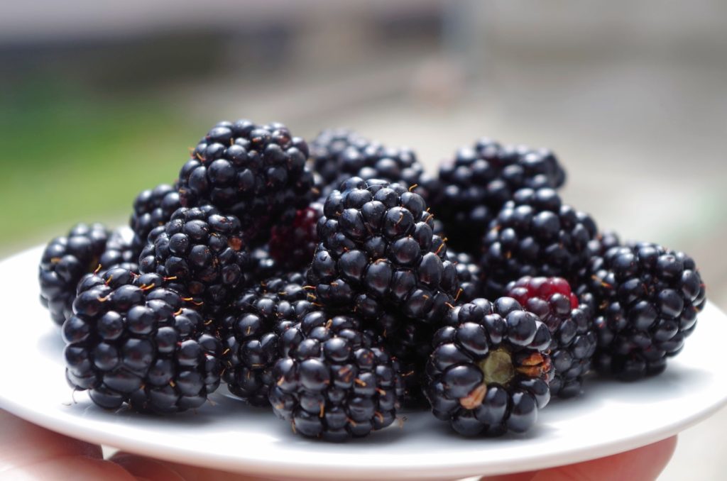 blackberries-newstamilonline