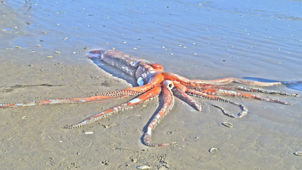 Giant Squid Images - newstamilonline
