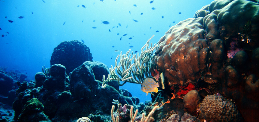 Environment article coral reef- newstamilonline