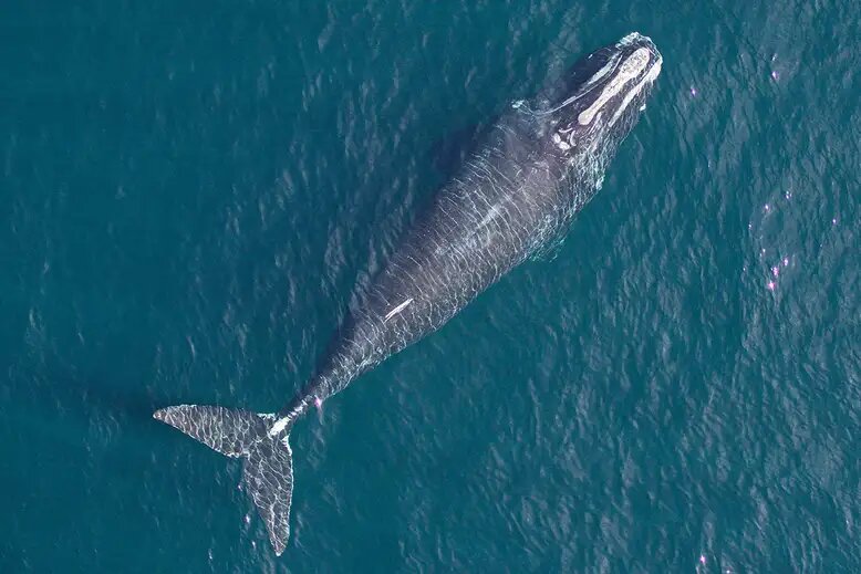 Facts about whales - newstamilonline