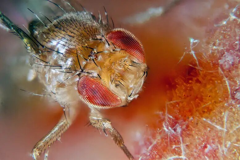 Fruit fly male - newstamilonline
