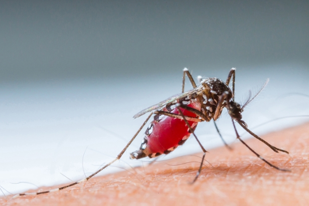 How mosquito find human-newstamilonline
