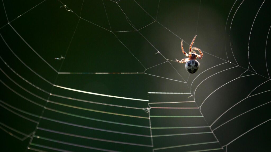 spider web facts - newstamilonline