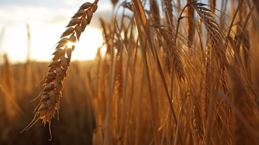 Barley Production Technology - newstamilonline