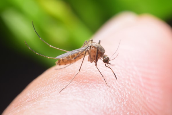 Why Mosquito Bites Only Me - newstamilonline